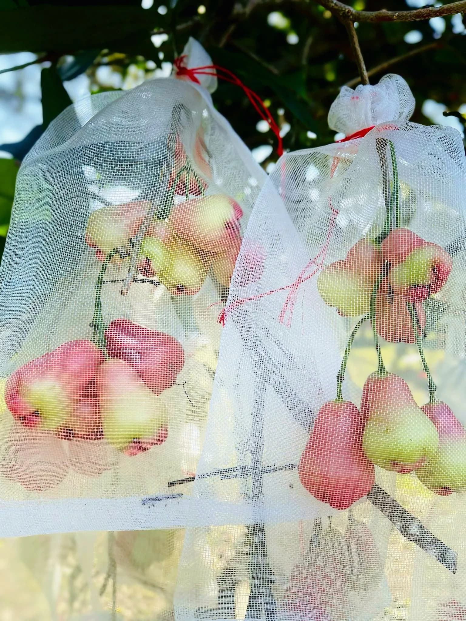 Clusters of fruit protected by mesh bags on an orchard branch.