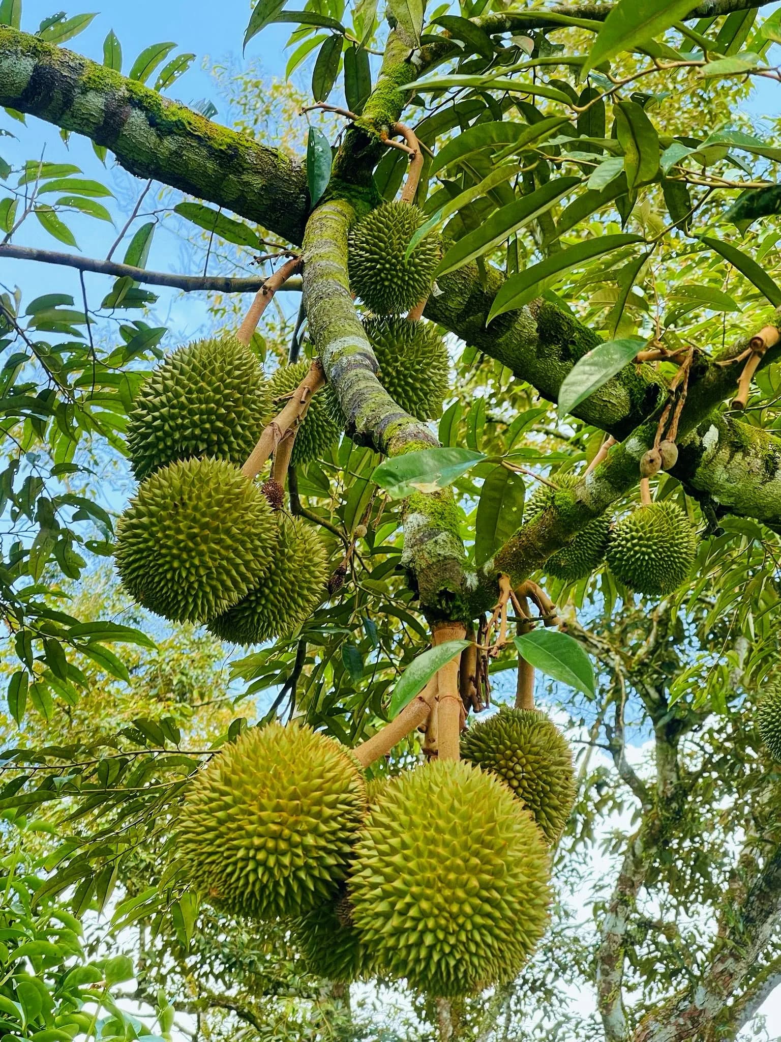 Durians growing among leafy branches at Cheong Family Farm.